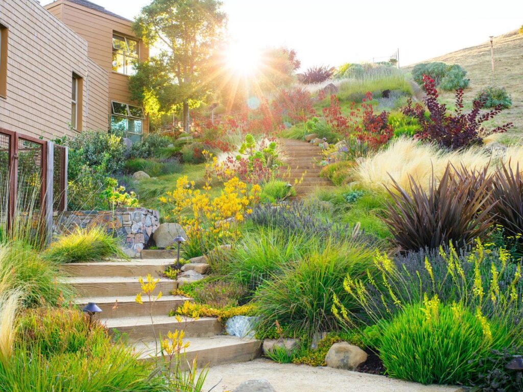 10 Stunning Drought-Tolerant Plants for a Low Maintenance California Landscape