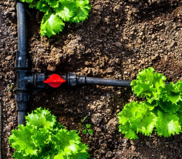 Drip-irrigation-for-home-irrigation-system-baysl-california